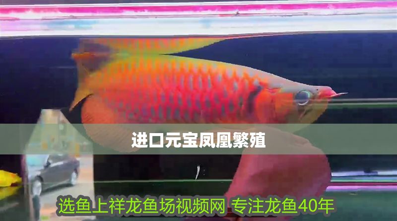 進口元寶鳳凰繁殖