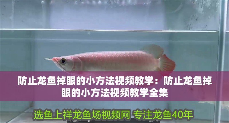 防止龍魚掉眼的小方法視頻教學：防止龍魚掉眼的小方法視頻教學全集