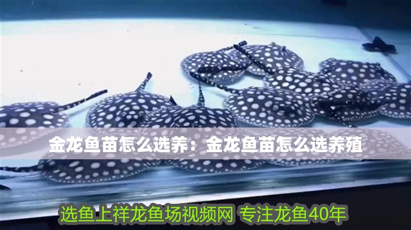 金龍魚苗怎么選養：金龍魚苗怎么選養殖