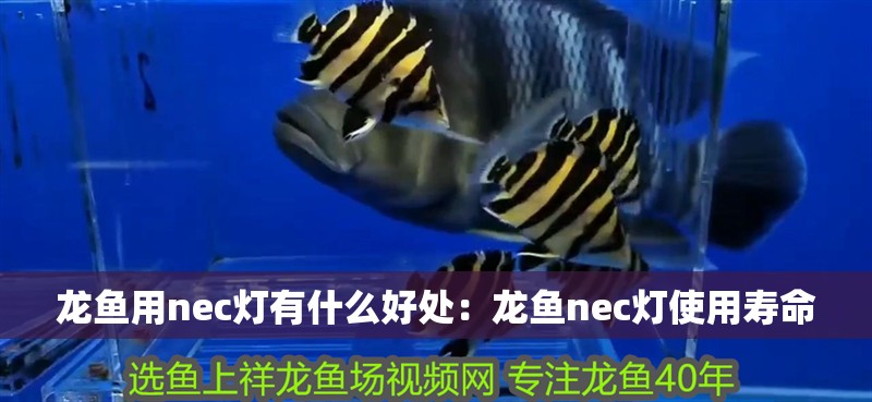 龍魚(yú)用nec燈有什么好處：龍魚(yú)nec燈使用壽命