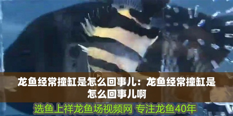 龍魚經常撞缸是怎么回事兒：龍魚經常撞缸是怎么回事兒啊