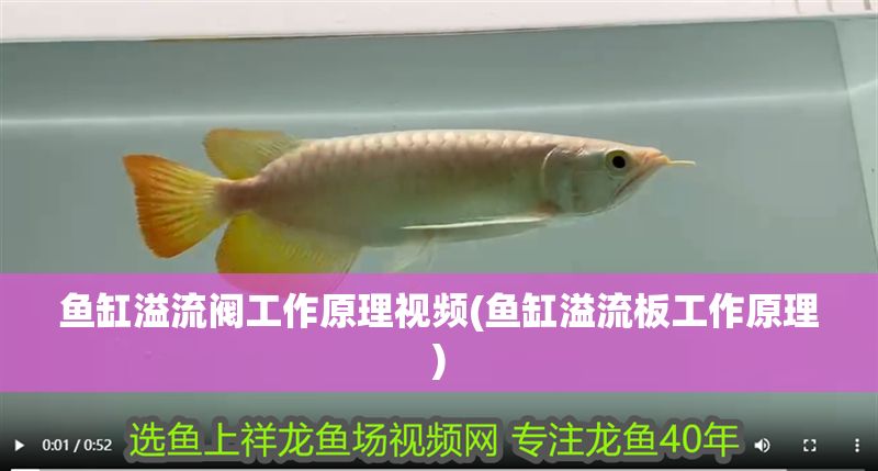 魚缸溢流閥工作原理視頻(魚缸溢流板工作原理)
