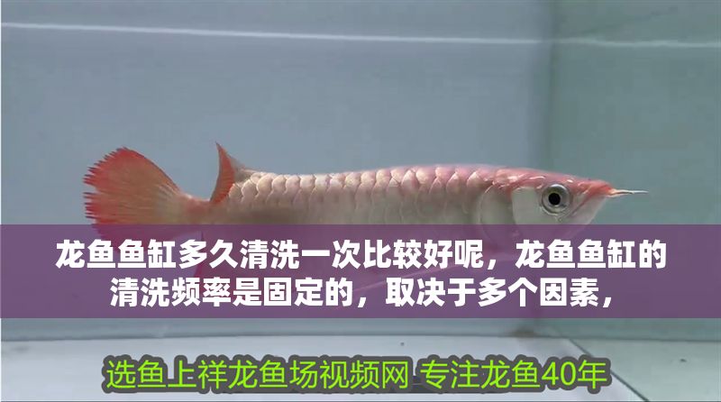 龍魚(yú)魚(yú)缸多久清洗一次比較好呢，龍魚(yú)魚(yú)缸的清洗頻率是固定的，取決于多個(gè)因素， 龍魚(yú)魚(yú)缸多久清洗一次比較好呢，龍魚(yú)魚(yú)缸的清洗頻率是固定的，取決于多個(gè)因素， 魚(yú)缸百科 第2張