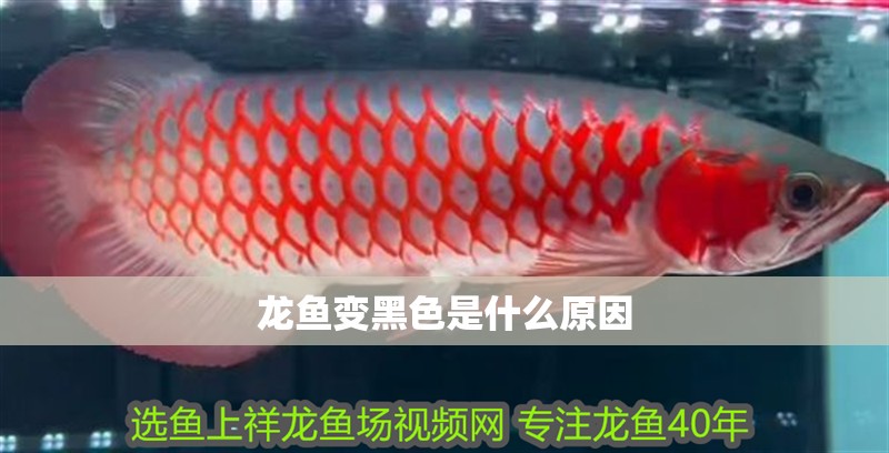 龍魚變黑色是什么原因