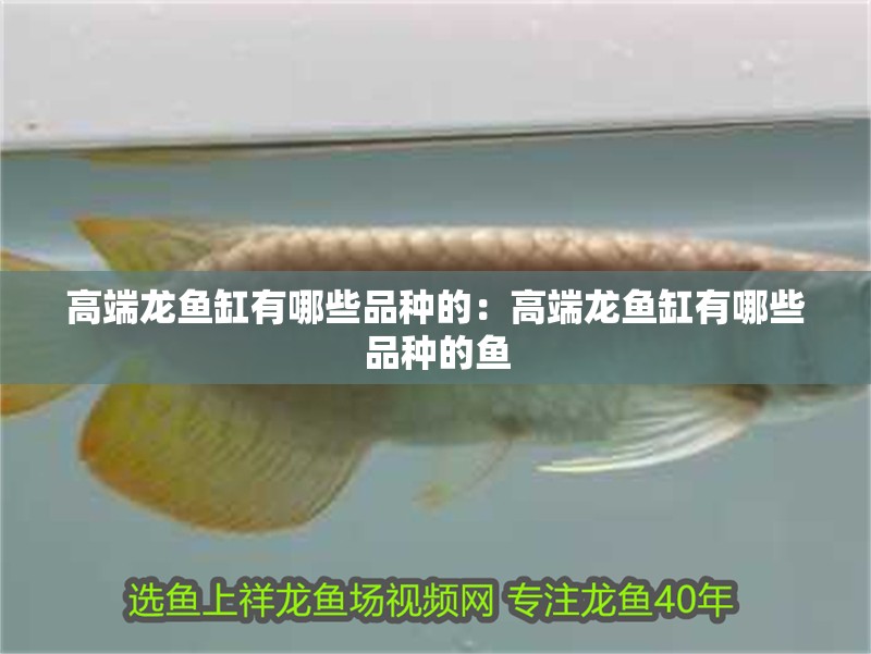 高端龍魚缸有哪些品種的：高端龍魚缸有哪些品種的魚