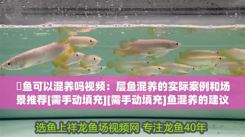 魟魚可以混養嗎視頻：層魚混養的實際案例和場景推薦[需手動填充][需手動填充]魚混養的建議和注意事項