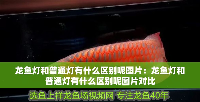 龍魚燈和普通燈有什么區別呢圖片：龍魚燈和普通燈有什么區別呢圖片對比