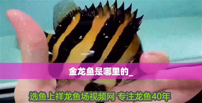 金龍魚是哪里的_ 金龍魚是哪里的_ 龍魚百科 第2張
