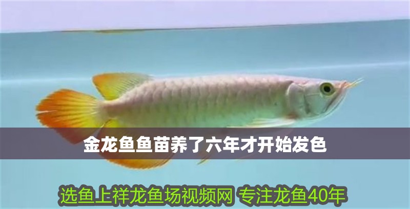 金龍魚魚苗養了六年才開始發色