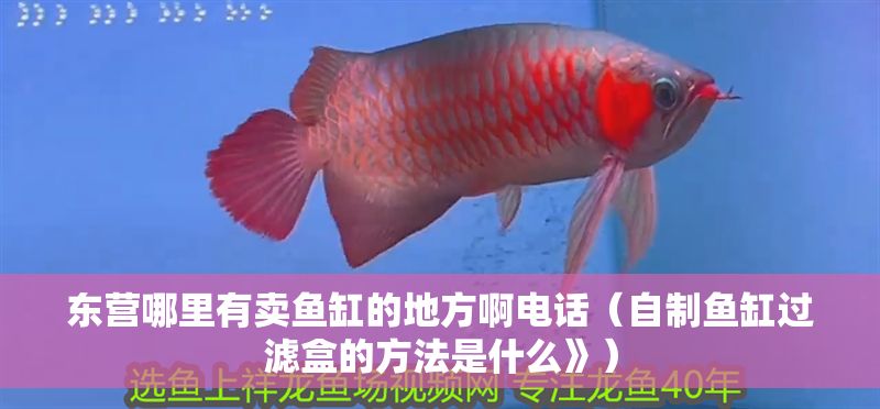 東營哪里有賣魚缸的地方啊電話（自制魚缸過濾盒的方法是什么》） 東營哪里有賣魚缸的地方啊電話（自制魚缸過濾盒的方法是什么》） 元寶鳳凰魚百科 第1張