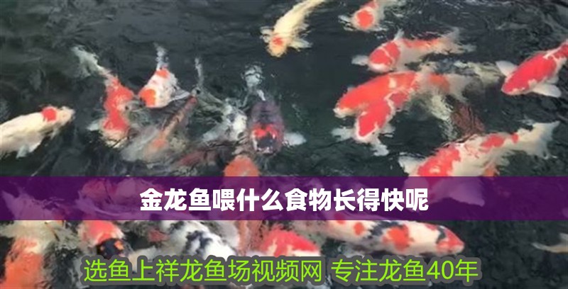 金龍魚喂什么食物長得快呢