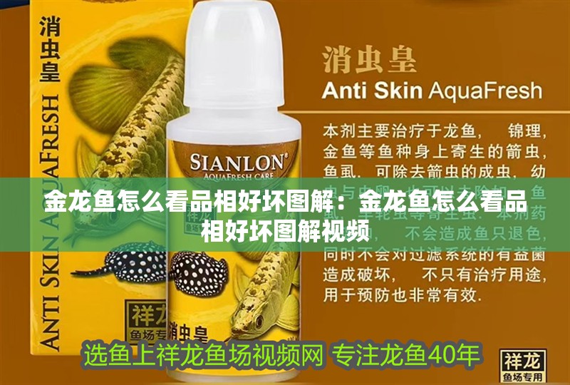 金龍魚怎么看品相好壞圖解：金龍魚怎么看品相好壞圖解視頻
