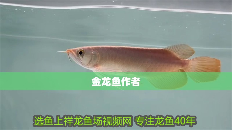 金龍魚作者