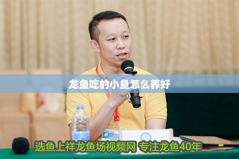 龍魚吃的小魚怎么養好
