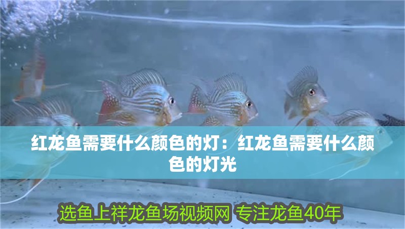 紅龍魚需要什么顏色的燈：紅龍魚需要什么顏色的燈光
