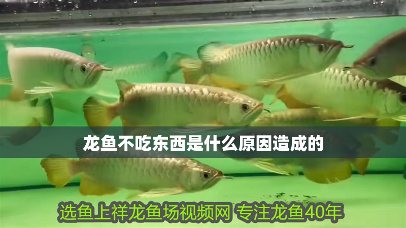 龍魚不吃東西是什么原因造成的