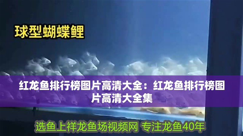 紅龍魚排行榜圖片高清大全：紅龍魚排行榜圖片高清大全集