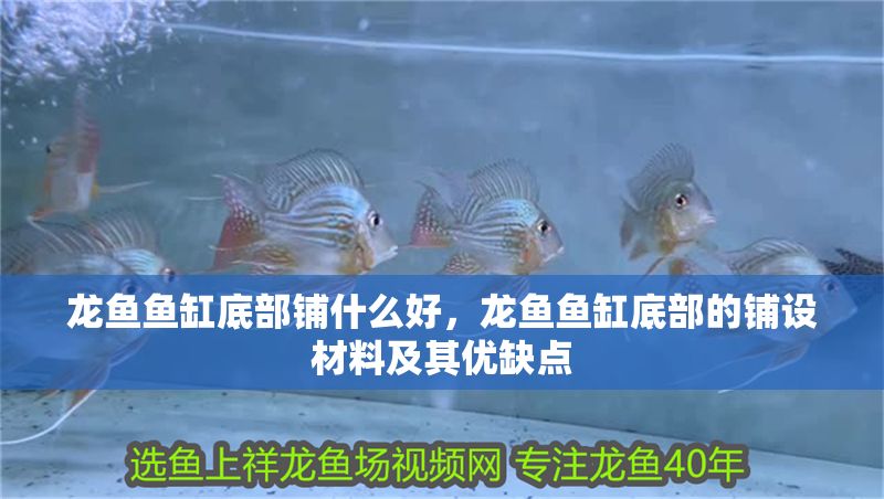 龍魚魚缸底部鋪什么好，龍魚魚缸底部的鋪設材料及其優缺點