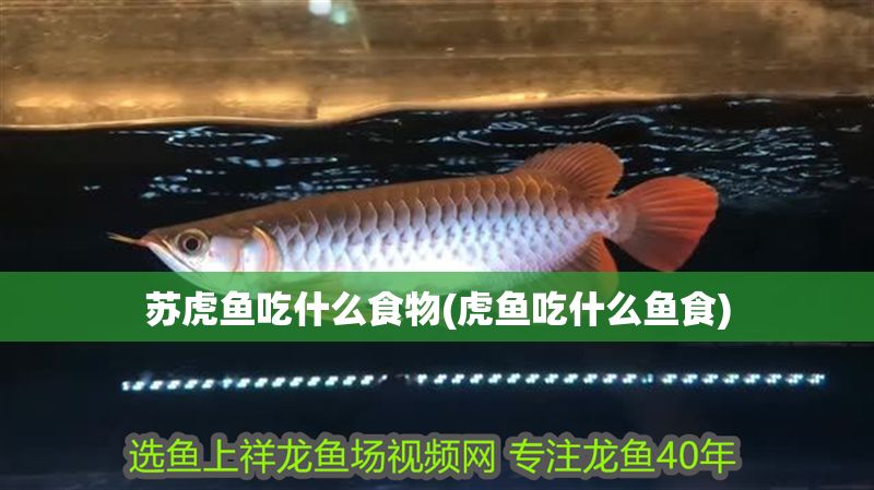 蘇虎魚吃什么食物(虎魚吃什么魚食) 虎魚百科 第1張 蘇虎魚吃什么食物(虎魚吃什么魚食) 蘇虎魚吃什么食物(虎魚吃什么魚食) 虎魚百科 第1張