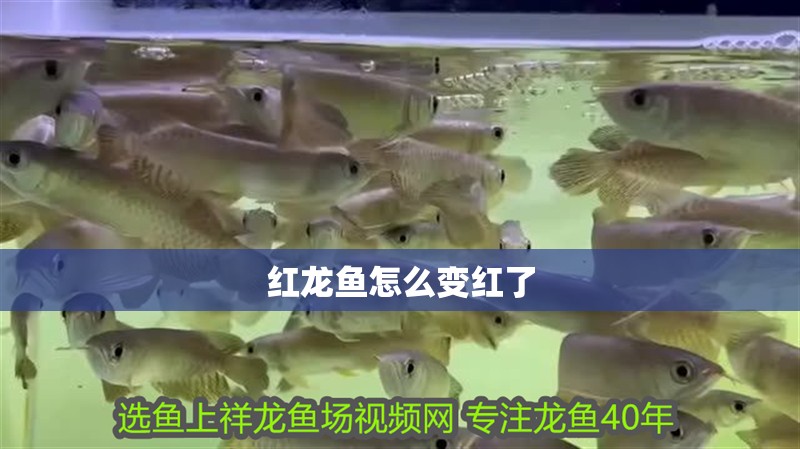 紅龍魚怎么變紅了