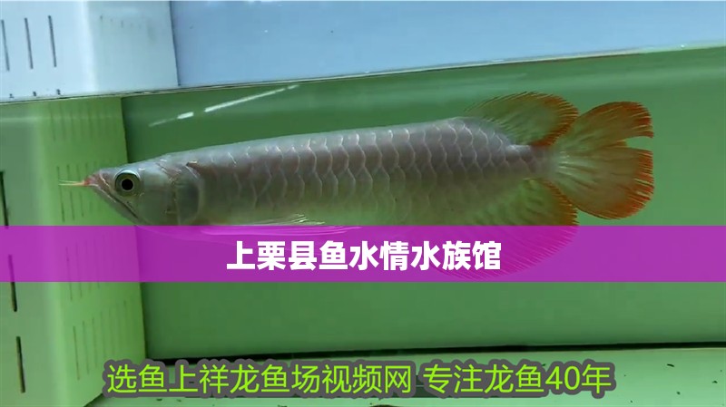 上栗縣魚水情水族館 全國水族館企業名錄 第2張 上栗縣魚水情水族館 上栗縣魚水情水族館 全國水族館企業名錄 第2張