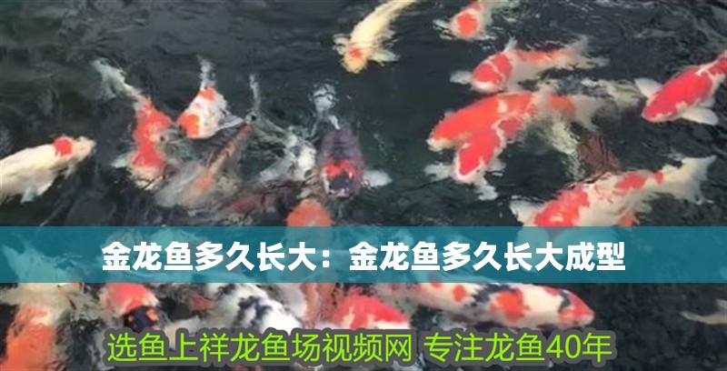 金龍魚多久長大：金龍魚多久長大成型