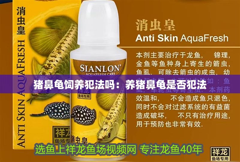 豬鼻龜飼養犯法嗎：養豬鼻龜是否犯法