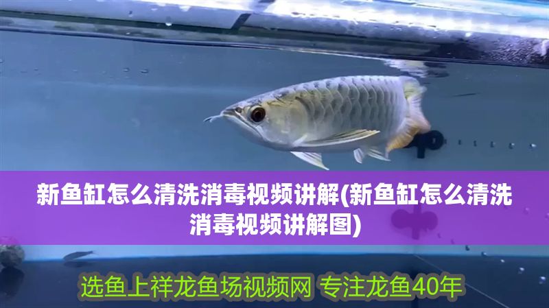新魚缸怎么清洗消毒視頻講解(新魚缸怎么清洗消毒視頻講解圖)
