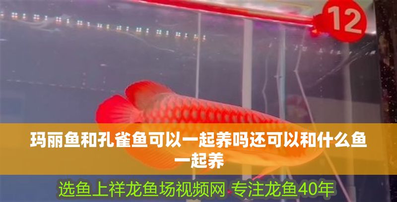 瑪麗魚和孔雀魚可以一起養嗎還可以和什么魚一起養 錦鯉魚百科 第2張 瑪麗魚和孔雀魚可以一起養嗎還可以和什么魚一起養 瑪麗魚和孔雀魚可以一起養嗎還可以和什么魚一起養 錦鯉魚百科 第2張