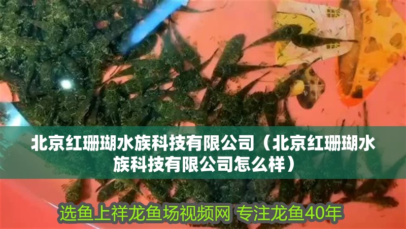 北京紅珊瑚水族科技有限公司（北京紅珊瑚水族科技有限公司怎么樣）