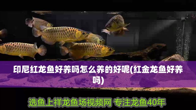 印尼紅龍魚好養嗎怎么養的好呢(紅金龍魚好養嗎)