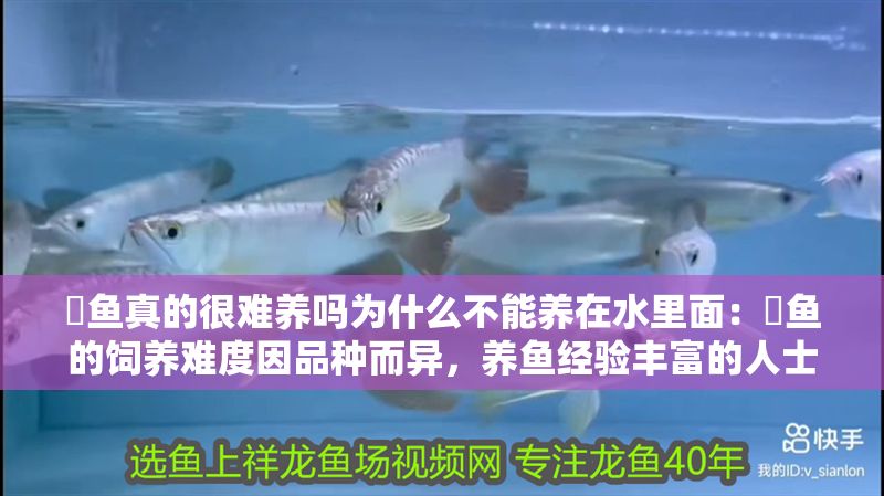 魟魚真的很難養(yǎng)嗎為什么不能養(yǎng)在水里面：魟魚的飼養(yǎng)難度因品種而異，養(yǎng)魚經(jīng)驗豐富的人士表示很耐養(yǎng) 魟魚真的很難養(yǎng)嗎為什么不能養(yǎng)在水里面：魟魚的飼養(yǎng)難度因品種而異，養(yǎng)魚經(jīng)驗豐富的人士表示很耐養(yǎng) 魟魚百科 第2張