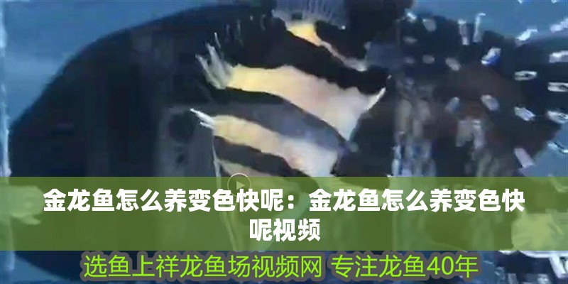 金龍魚怎么養變色快呢：金龍魚怎么養變色快呢視頻