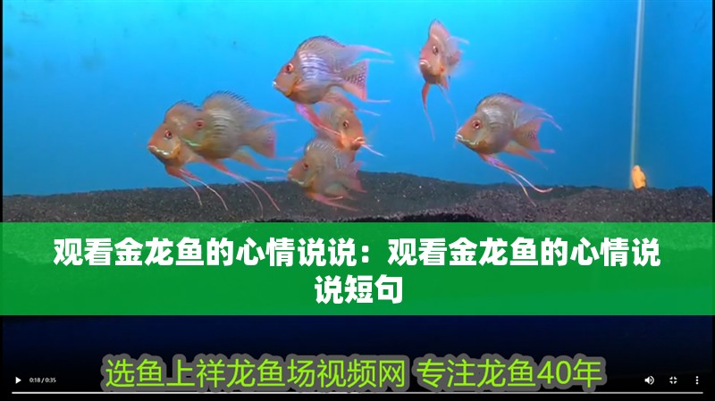 觀看金龍魚的心情說說：觀看金龍魚的心情說說短句