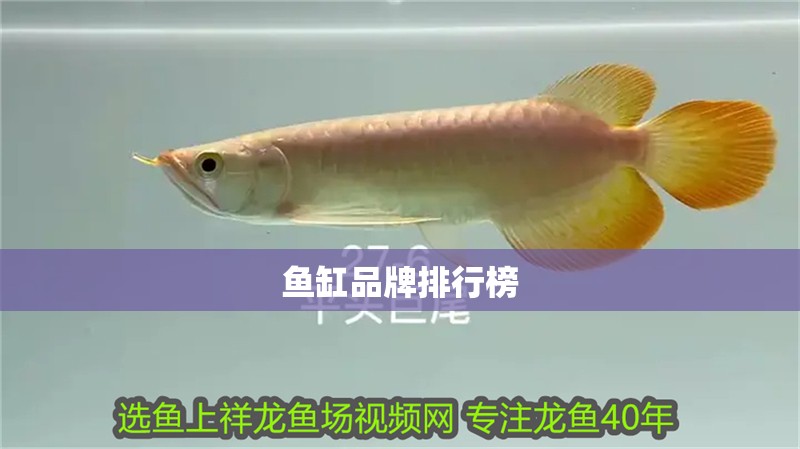 魚(yú)缸品牌排行榜