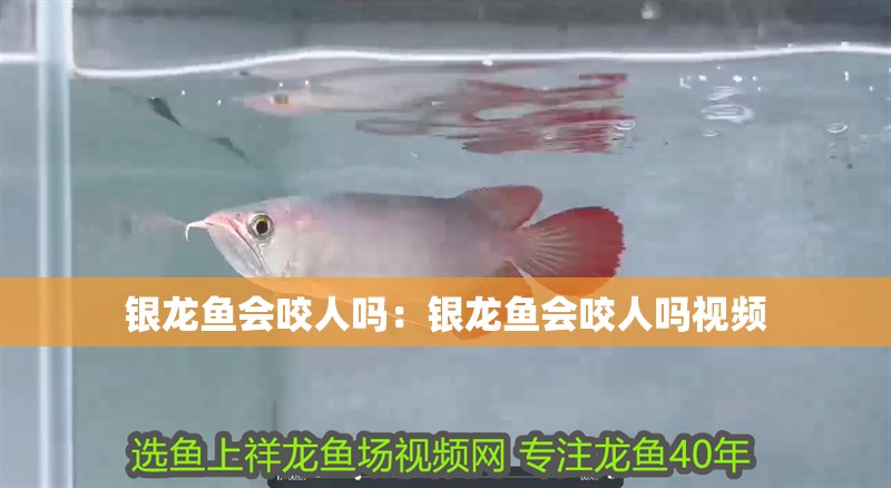 銀龍魚會咬人嗎：銀龍魚會咬人嗎視頻