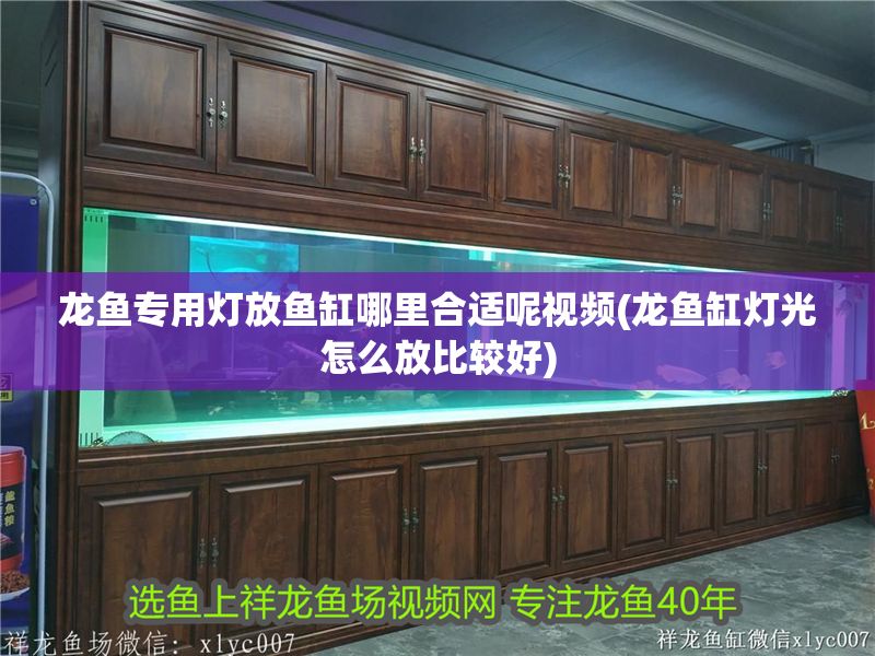 龍魚專用燈放魚缸哪里合適呢視頻(龍魚缸燈光怎么放比較好)