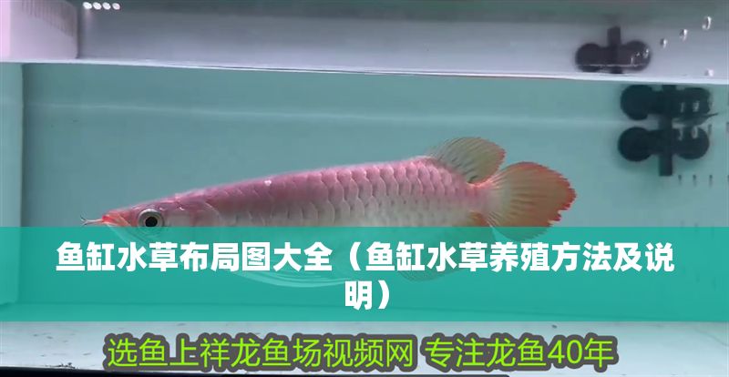 魚缸水草布局圖大全（魚缸水草養殖方法及說明） 魚缸水草布局圖大全（魚缸水草養殖方法及說明） 豬鼻龜百科 第1張