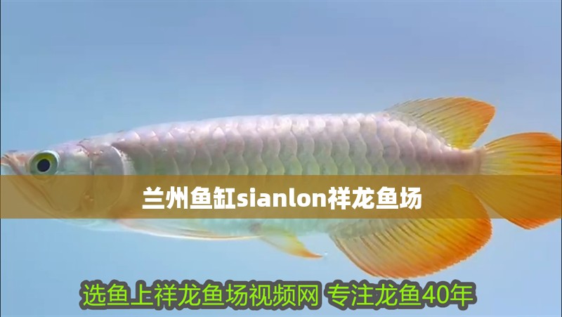 蘭州魚缸sianlon祥龍魚場