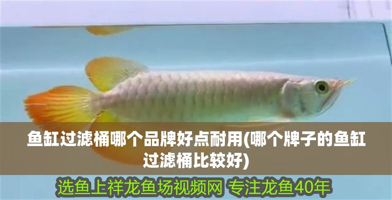 魚缸過濾桶哪個品牌好點耐用(哪個牌子的魚缸過濾桶比較好) 魚缸過濾桶哪個品牌好點耐用(哪個牌子的魚缸過濾桶比較好) 錦鯉魚百科 第1張
