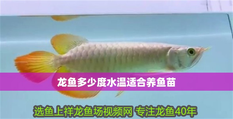龍魚多少度水溫適合養(yǎng)魚苗 龍魚多少度水溫適合養(yǎng)魚苗 龍魚百科 第2張
