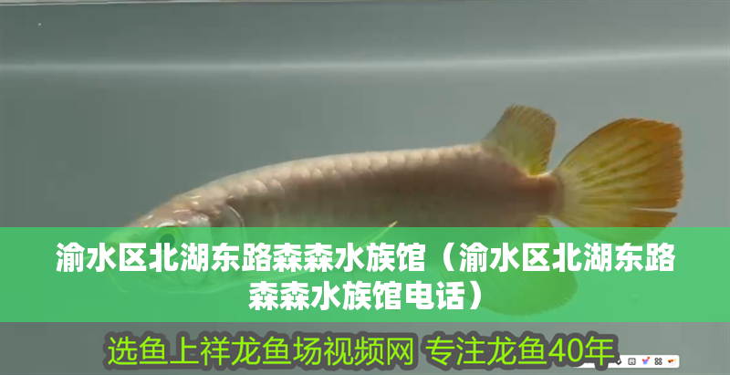 渝水區北湖東路森森水族館（渝水區北湖東路森森水族館電話） 渝水區北湖東路森森水族館（渝水區北湖東路森森水族館電話） 全國水族館企業名錄 第2張