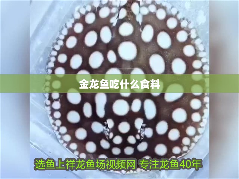 金龍魚吃什么食料