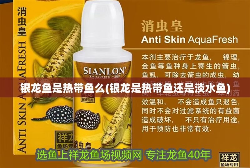 銀龍魚是熱帶魚么(銀龍是熱帶魚還是淡水魚)