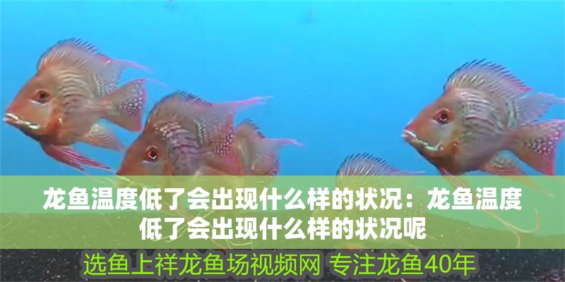龍魚(yú)溫度低了會(huì)出現(xiàn)什么樣的狀況：龍魚(yú)溫度低了會(huì)出現(xiàn)什么樣的狀況呢 龍魚(yú)溫度低了會(huì)出現(xiàn)什么樣的狀況：龍魚(yú)溫度低了會(huì)出現(xiàn)什么樣的狀況呢 水族問(wèn)答