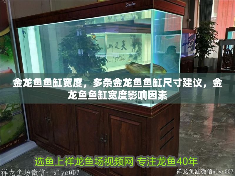 金龍魚魚缸寬度，多條金龍魚魚缸尺寸建議，金龍魚魚缸寬度影響因素