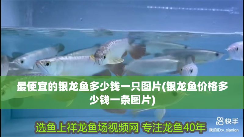最便宜的銀龍魚多少錢一只圖片(銀龍魚價格多少錢一條圖片)