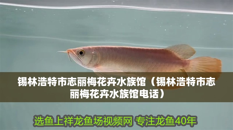 錫林浩特市志麗梅花卉水族館（錫林浩特市志麗梅花卉水族館電話）