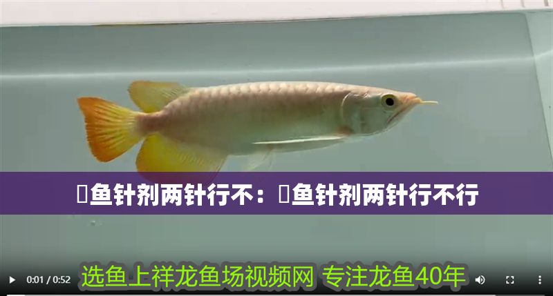 魟魚針劑兩針行不：魟魚針劑兩針行不行
