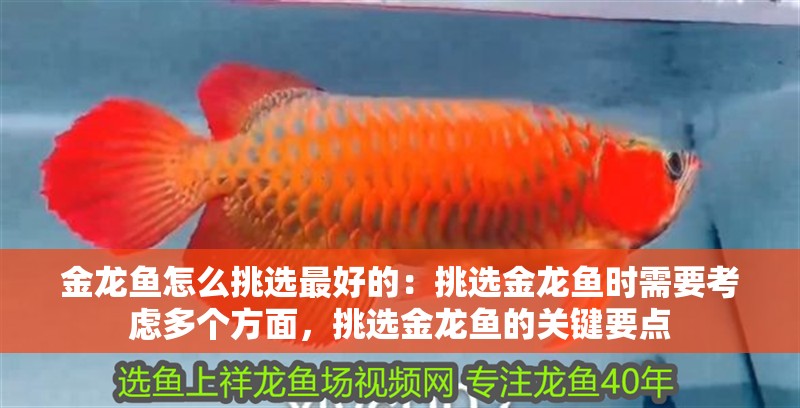 金龍魚怎么挑選最好的:挑選金龍魚時(shí)需要考慮多個(gè)方面,挑選金龍魚的關(guān)鍵要點(diǎn) 龍魚百科 第4張 金龍魚怎么挑選最好的:挑選金龍魚時(shí)需要考慮多個(gè)方面,挑選金龍魚的關(guān)鍵要點(diǎn) 金龍魚怎么挑選最好的:挑選金龍魚時(shí)需要考慮多個(gè)方面,挑選金龍魚的關(guān)鍵要點(diǎn) 龍魚百科 第4張